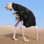 Ostrich with head in the sand