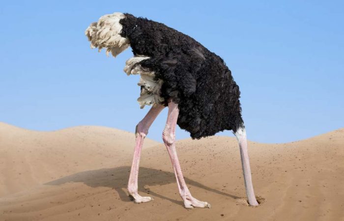 Ostrich with head in the sand