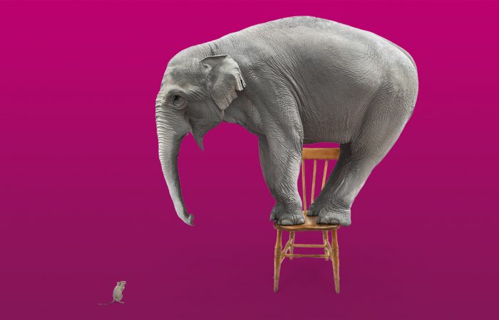 Thinking beyond Rishi’s Riches: how to convince your boss you should attend the National Arts Fundraising School | Elephant on chair, afraid of a mouse